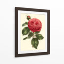 Magnífica Rosa V - Horto Van Houtteano | Cuadro decorativo de Canvas Lab