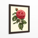 Magnífica Rosa V - Horto Van Houtteano | Cuadro decorativo de Canvas Lab