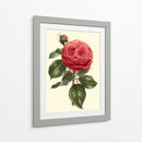 Magnífica Rosa V - Horto Van Houtteano | Cuadro decorativo de Canvas Lab