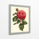 Magnífica Rosa V - Horto Van Houtteano | Cuadro decorativo de Canvas Lab