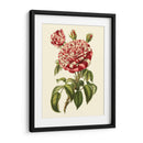 Magnífica Rosa Vi - Horto Van Houtteano | Cuadro decorativo de Canvas Lab