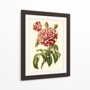 Magnífica Rosa Vi - Horto Van Houtteano | Cuadro decorativo de Canvas Lab