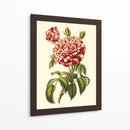 Magnífica Rosa Vi - Horto Van Houtteano | Cuadro decorativo de Canvas Lab