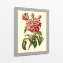 Magnífica Rosa Vi - Horto Van Houtteano | Cuadro decorativo de Canvas Lab