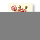 Magnífica Rosa Vi - Horto Van Houtteano | Cuadro decorativo de Canvas Lab