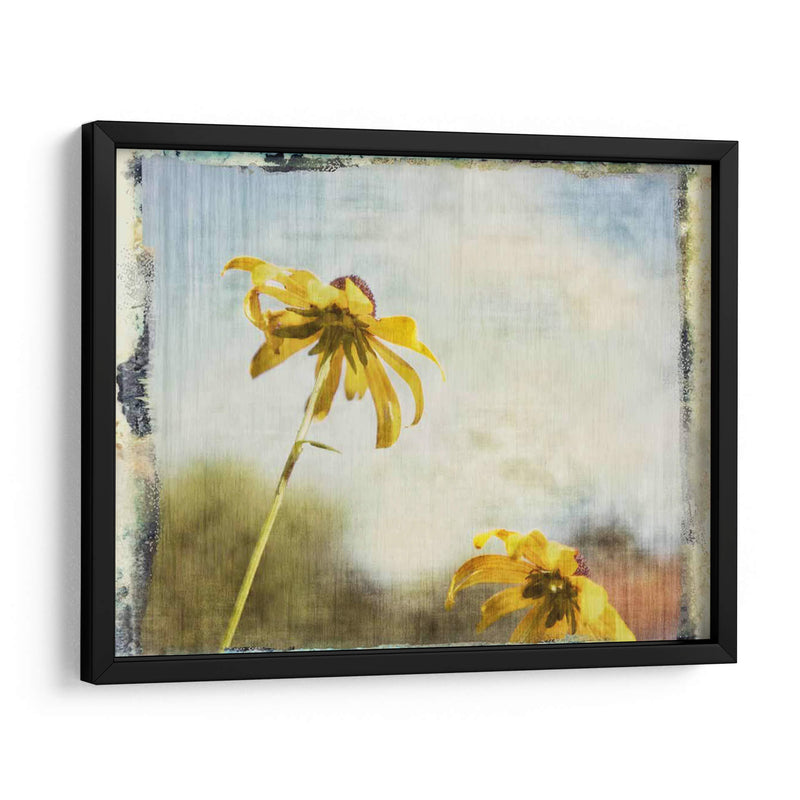 Susans De Blackeyed - Meghan McSweeney | Cuadro decorativo de Canvas Lab