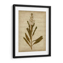 Flores Prensadas Romticas Iii - Jennifer Goldberger | Cuadro decorativo de Canvas Lab