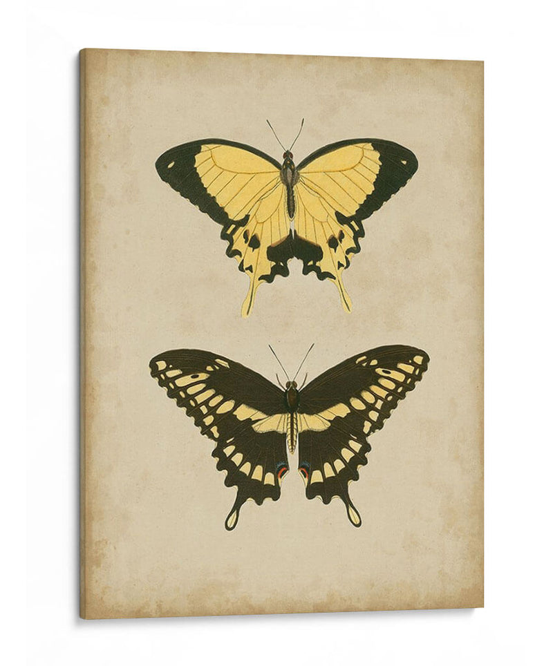 Antiguo Mariposa Par I - Vision Studio | Cuadro decorativo de Canvas Lab