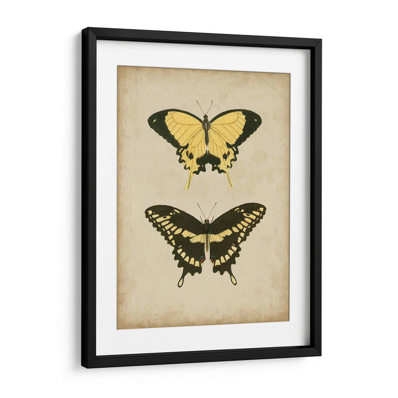 Antiguo Mariposa Par I - Vision Studio | Cuadro decorativo de Canvas Lab