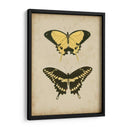 Antiguo Mariposa Par I - Vision Studio | Cuadro decorativo de Canvas Lab