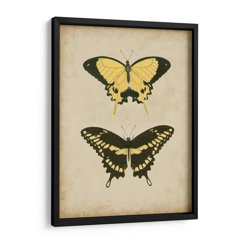 Antiguo Mariposa Par I - Vision Studio | Cuadro decorativo de Canvas Lab