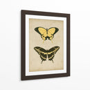 Antiguo Mariposa Par I - Vision Studio | Cuadro decorativo de Canvas Lab