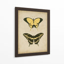 Antiguo Mariposa Par I - Vision Studio | Cuadro decorativo de Canvas Lab