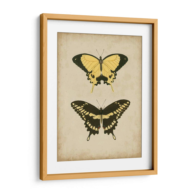 Antiguo Mariposa Par I - Vision Studio | Cuadro decorativo de Canvas Lab