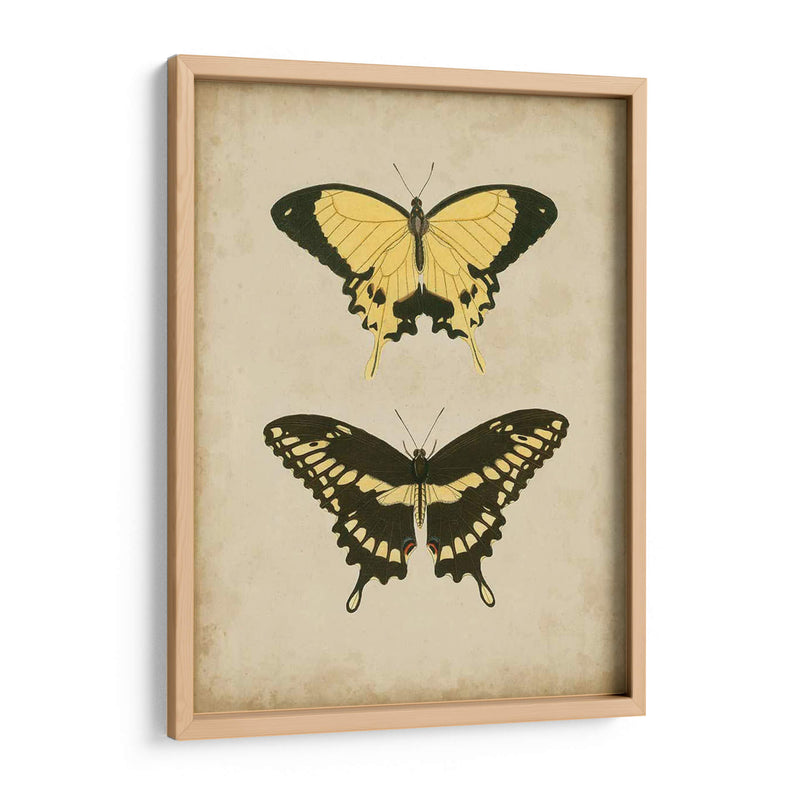 Antiguo Mariposa Par I - Vision Studio | Cuadro decorativo de Canvas Lab