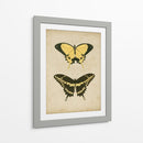 Antiguo Mariposa Par I - Vision Studio | Cuadro decorativo de Canvas Lab