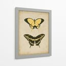 Antiguo Mariposa Par I - Vision Studio | Cuadro decorativo de Canvas Lab