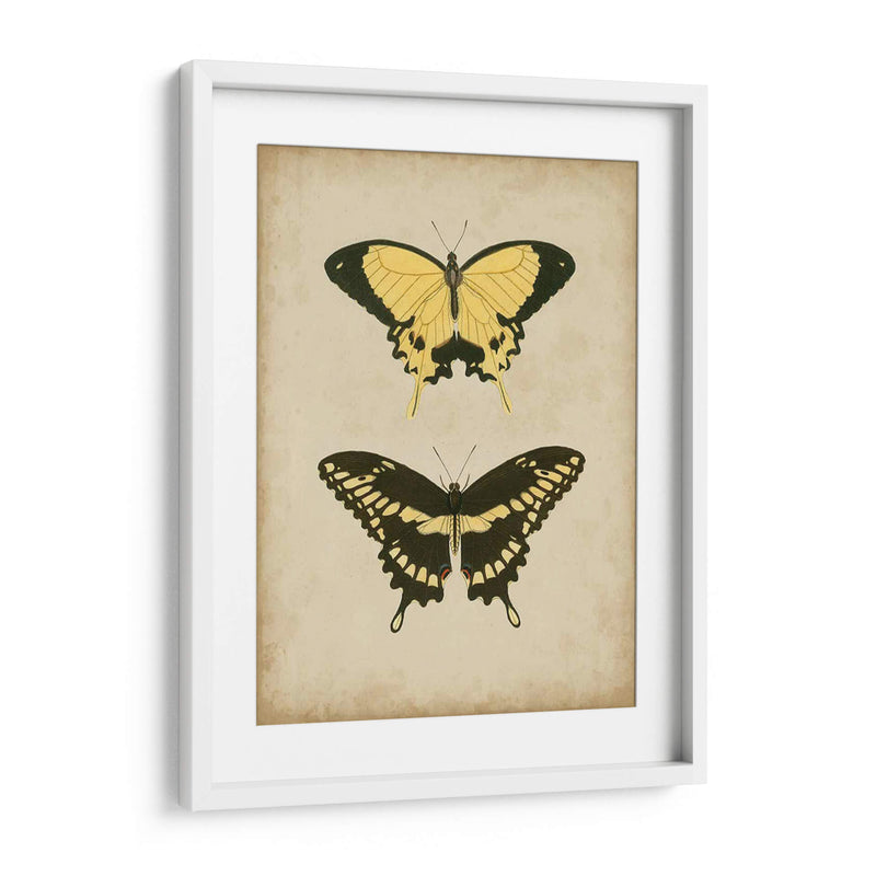 Antiguo Mariposa Par I - Vision Studio | Cuadro decorativo de Canvas Lab