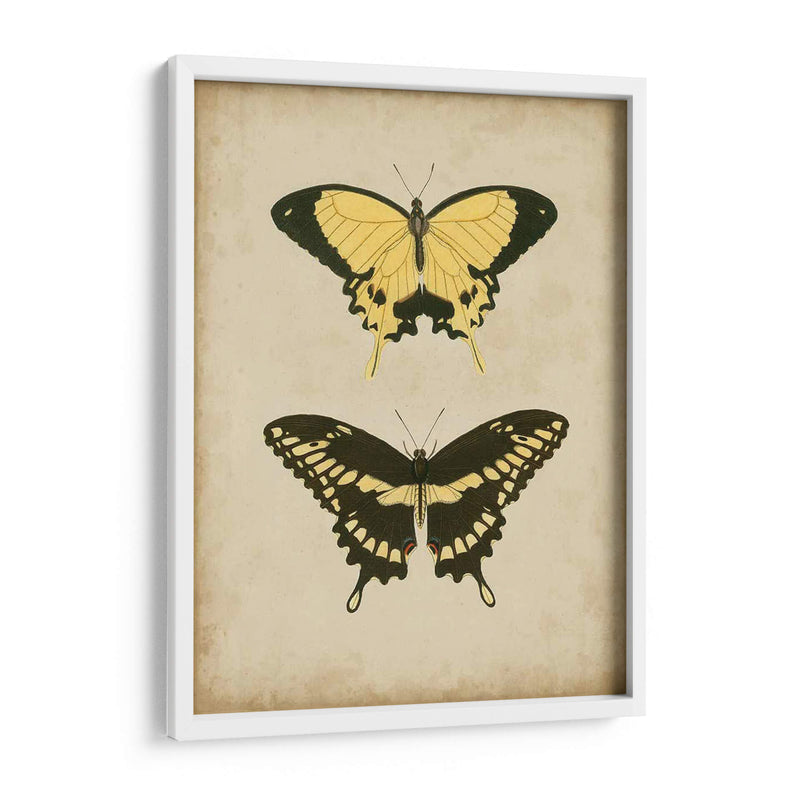 Antiguo Mariposa Par I - Vision Studio | Cuadro decorativo de Canvas Lab