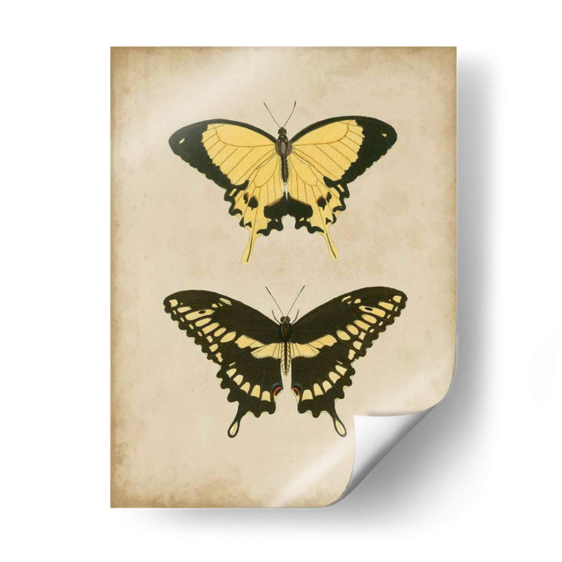 Antiguo Mariposa Par I - Vision Studio | Cuadro decorativo de Canvas Lab