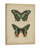 Pareja De Mariposa Antigua Ii - Vision Studio | Cuadro decorativo de Canvas Lab