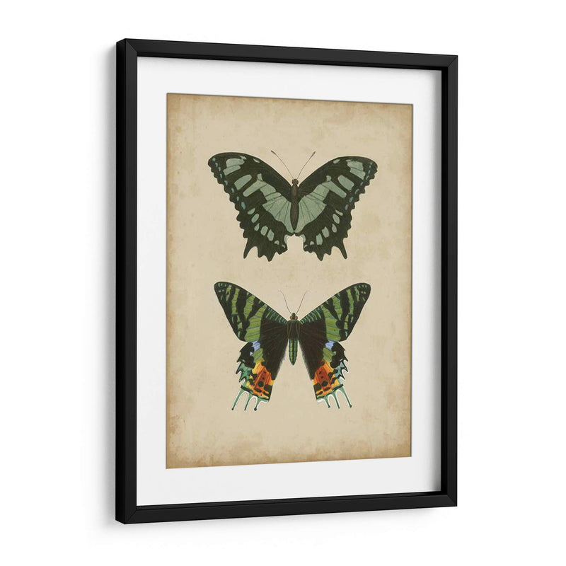 Pareja De Mariposa Antigua Ii - Vision Studio | Cuadro decorativo de Canvas Lab