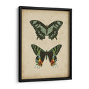 Pareja De Mariposa Antigua Ii - Vision Studio | Cuadro decorativo de Canvas Lab