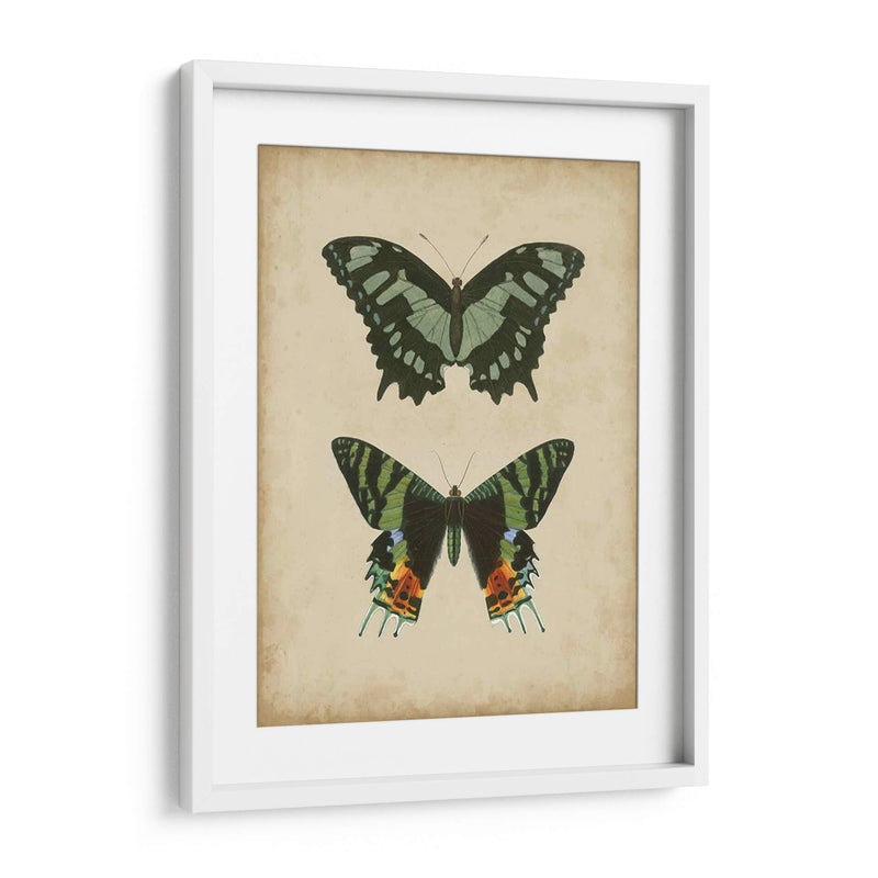 Pareja De Mariposa Antigua Ii - Vision Studio | Cuadro decorativo de Canvas Lab