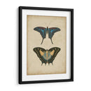 Pareja De Mariposa Antigua Iii - Vision Studio | Cuadro decorativo de Canvas Lab