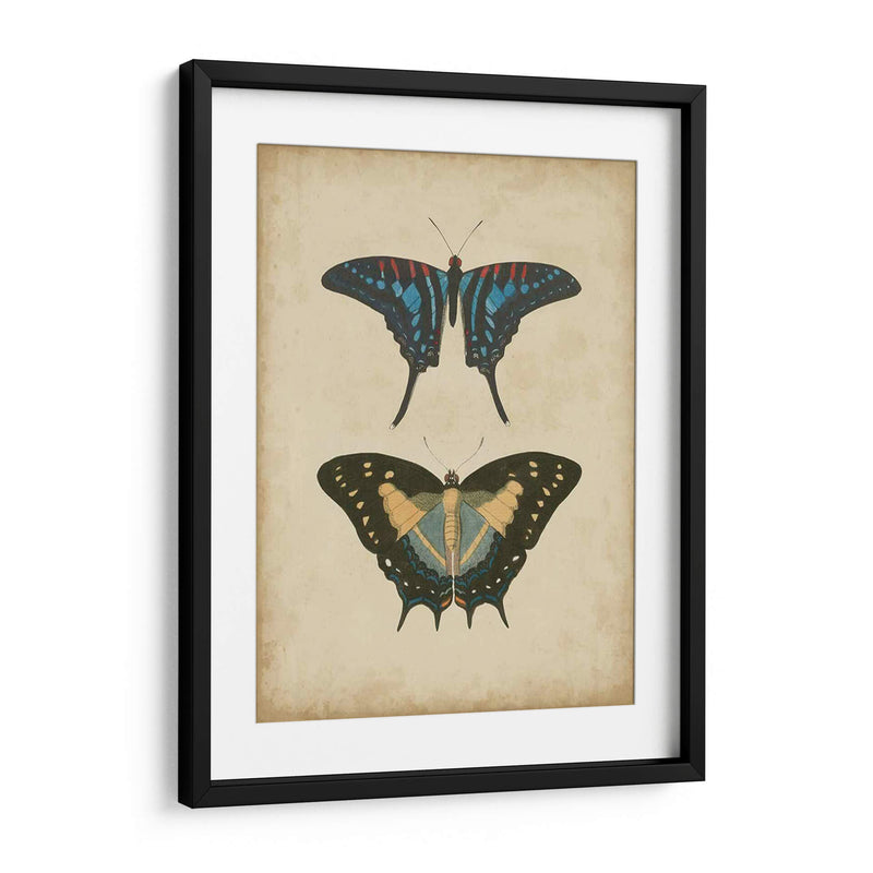 Pareja De Mariposa Antigua Iii - Vision Studio | Cuadro decorativo de Canvas Lab