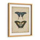 Pareja De Mariposa Antigua Iii - Vision Studio | Cuadro decorativo de Canvas Lab