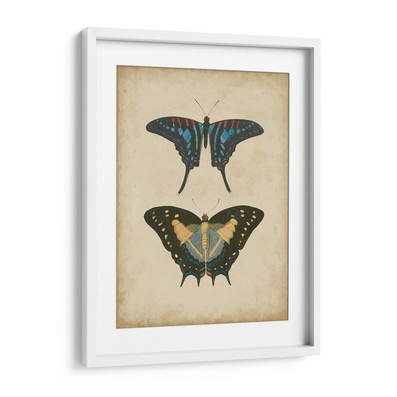 Pareja De Mariposa Antigua Iii - Vision Studio | Cuadro decorativo de Canvas Lab