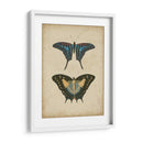 Pareja De Mariposa Antigua Iii - Vision Studio | Cuadro decorativo de Canvas Lab