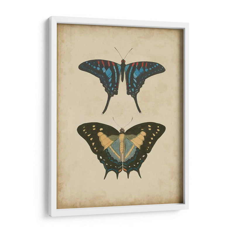 Pareja De Mariposa Antigua Iii - Vision Studio | Cuadro decorativo de Canvas Lab