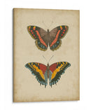 Pareja De Mariposa Antigua Iv - Vision Studio | Cuadro decorativo de Canvas Lab