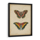 Pareja De Mariposa Antigua Iv - Vision Studio | Cuadro decorativo de Canvas Lab