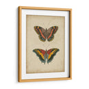 Pareja De Mariposa Antigua Iv - Vision Studio | Cuadro decorativo de Canvas Lab