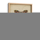 Pareja De Mariposa Antigua Iv - Vision Studio | Cuadro decorativo de Canvas Lab