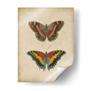 Pareja De Mariposa Antigua Iv - Vision Studio | Cuadro decorativo de Canvas Lab