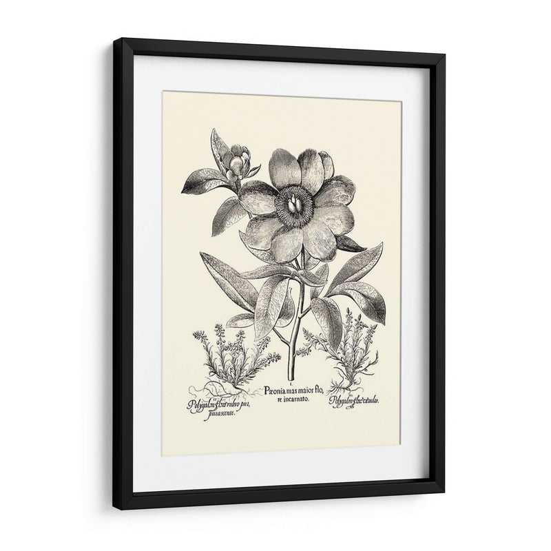 Peonía Besler En Blanco Y Negro I - Basilius Besler | Cuadro decorativo de Canvas Lab