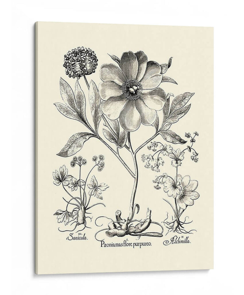 Besler Blanco Y Negro Peony Ii - Basilius Besler | Cuadro decorativo de Canvas Lab