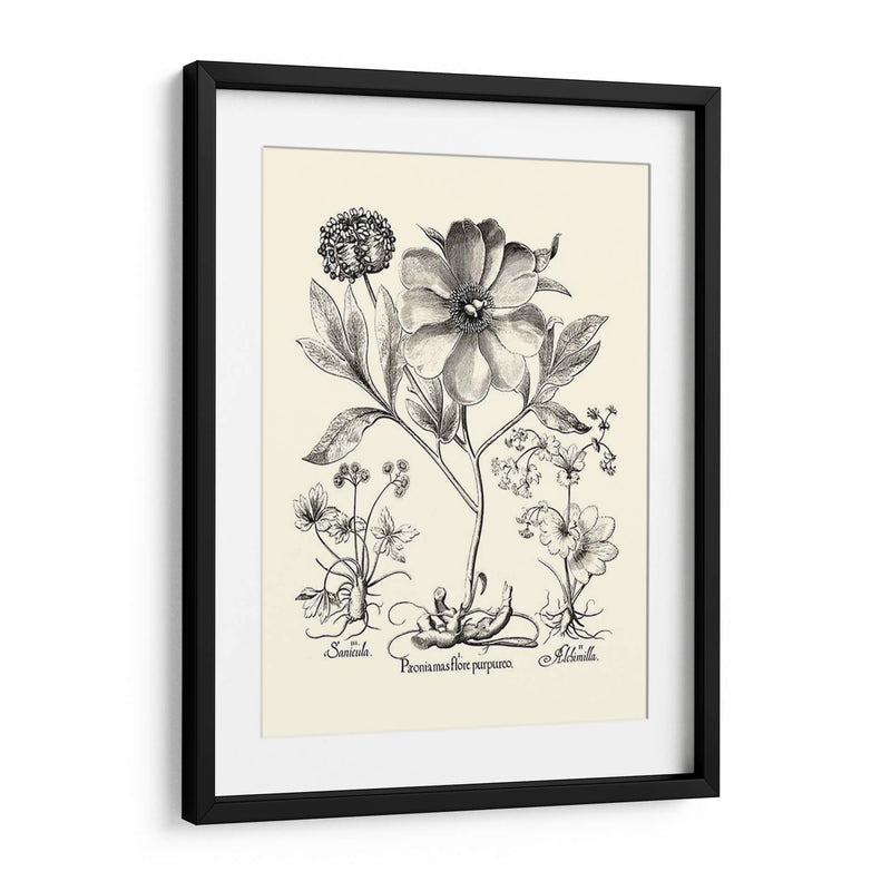 Besler Blanco Y Negro Peony Ii - Basilius Besler | Cuadro decorativo de Canvas Lab