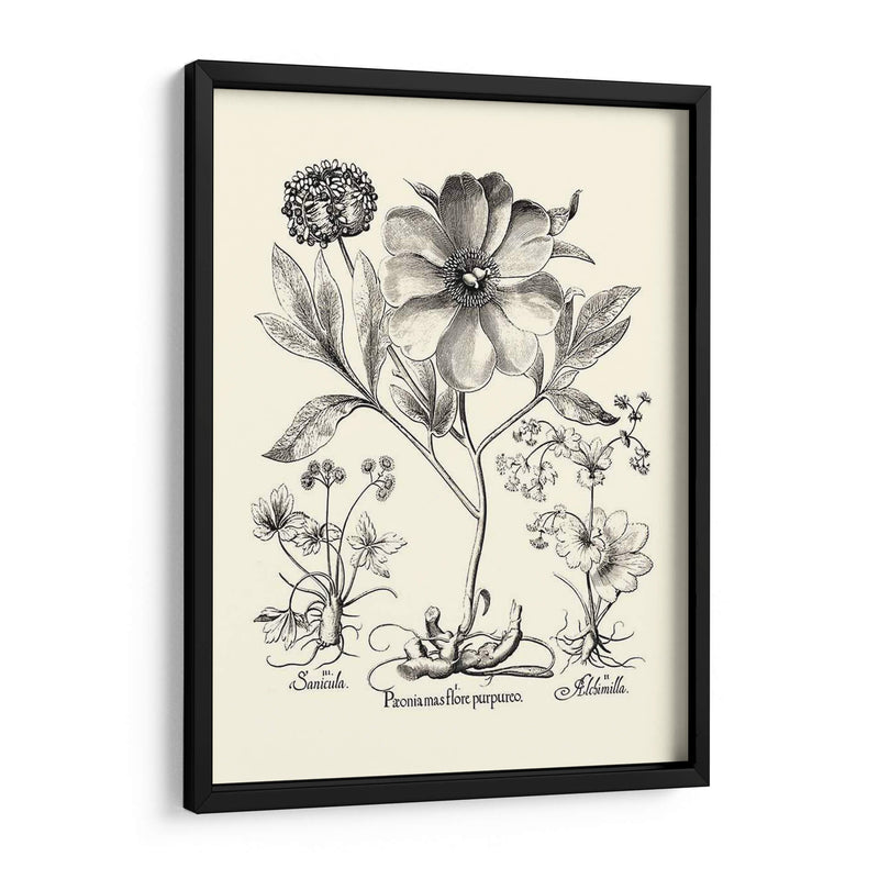 Besler Blanco Y Negro Peony Ii - Basilius Besler | Cuadro decorativo de Canvas Lab