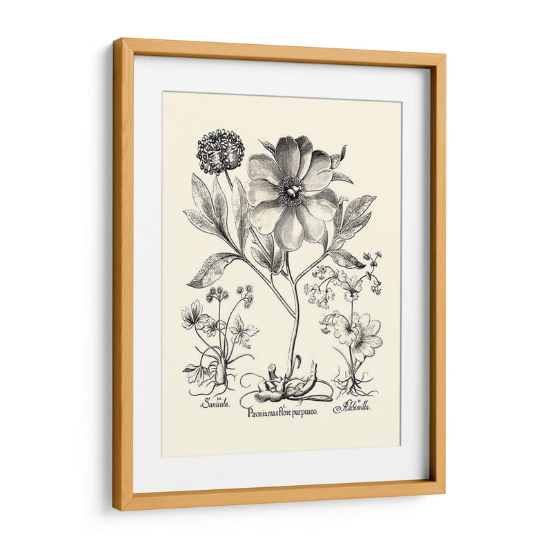 Besler Blanco Y Negro Peony Ii - Basilius Besler | Cuadro decorativo de Canvas Lab