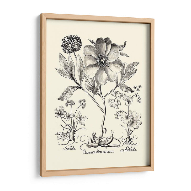 Besler Blanco Y Negro Peony Ii - Basilius Besler | Cuadro decorativo de Canvas Lab