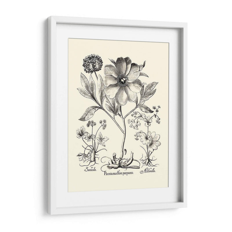 Besler Blanco Y Negro Peony Ii - Basilius Besler | Cuadro decorativo de Canvas Lab