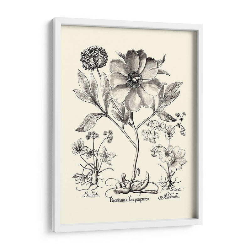 Besler Blanco Y Negro Peony Ii - Basilius Besler | Cuadro decorativo de Canvas Lab