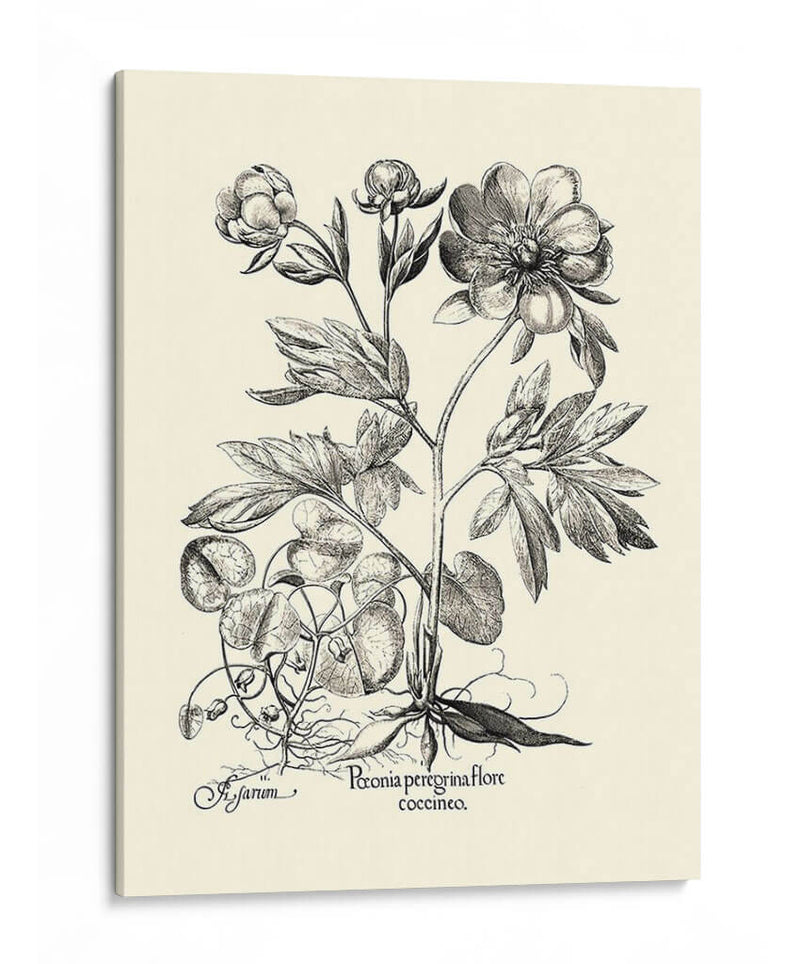 Besler Blanco Y Negro Peony Iii - Basilius Besler | Cuadro decorativo de Canvas Lab