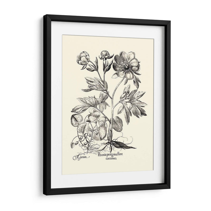 Besler Blanco Y Negro Peony Iii - Basilius Besler | Cuadro decorativo de Canvas Lab