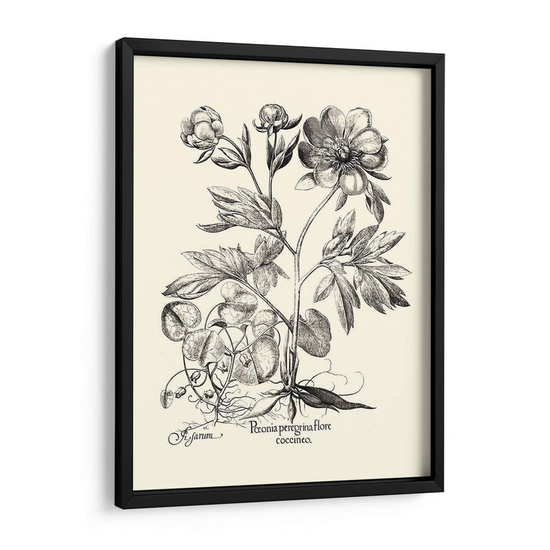 Besler Blanco Y Negro Peony Iii - Basilius Besler | Cuadro decorativo de Canvas Lab